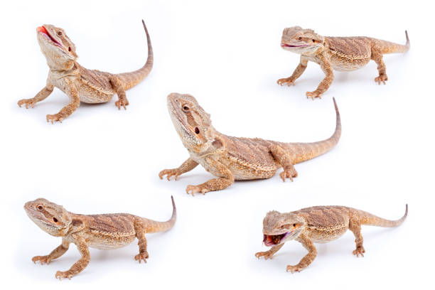 istock Set of Bearded Dragons isolated over white 466427195