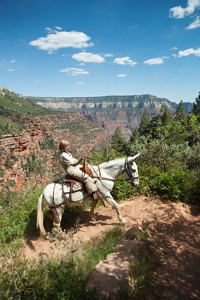 touristes mule équitation au parc national du grand canyon de north rim - mule grand canyon canyon riding photos et images de collection