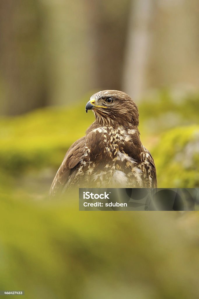 Common Buzzard in green nature Common Buzzard in green nature moss and trees Agricultural Field Stock Photo