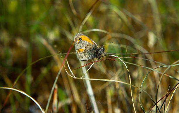 One dotted butterfly Orange and grey butterfly on blade of grass, Alor Mountain Range, Extremadura, SpainBAlor Mountain Range, Extremadura, Spain lepidopterans stock pictures, royalty-free photos & images