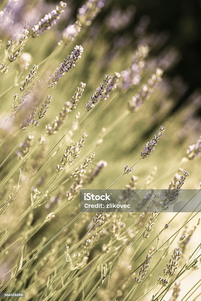 Fresh lavender Field of fresh lavender (Lamiaceae plant family), vintage 2015 Stock Photo