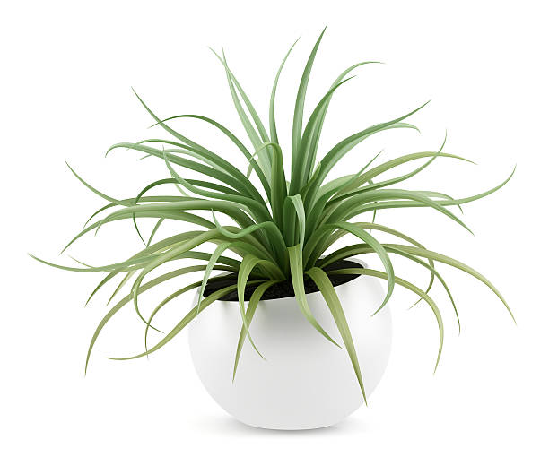 istock houseplant in pot isolated on white background 466428504