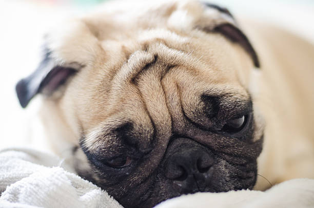 cão pug fofo com cara engraçada - dog overweight pleading begging imagens e fotografias de stock