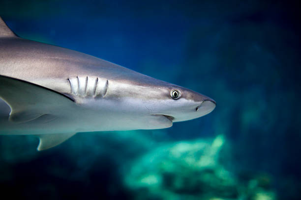 vue de côté de requin - sand tiger shark photos et images de collection