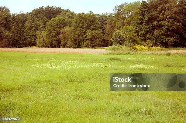 Vintage Photo Of Meadow Stock Photo - Download Image Now - 2015, Agricultural Field, Auto Post Production Filter