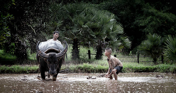 istock Asian farmer and son working with his buffalo 466430604