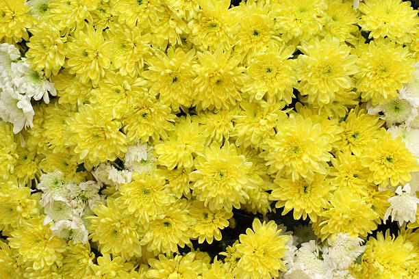 istock beautiful yellow marigold petals 466430809