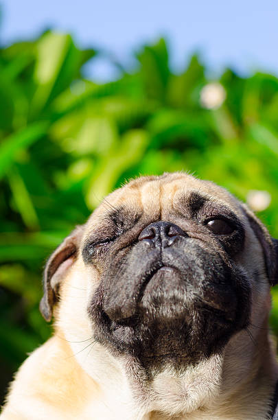 小さなパグ子犬犬の顔に面白い - dog overweight pleading begging ストックフォトと画像