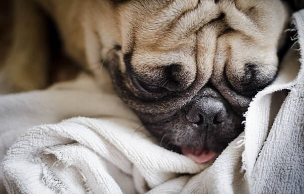 istock Little Pug Puppy Dog with funny face 466432601