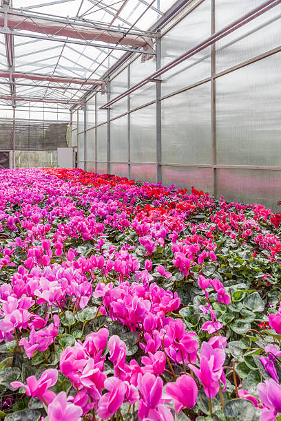 istock Garden Center Greenhouse 466433197