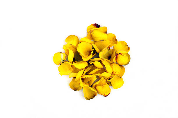 rose seca las hojas. - rose pattern yellow dried plant fotografías e imágenes de stock