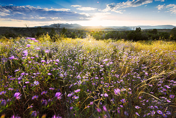 istock Wind-Blown Purple Asters at Sunset in Northern New Mexico 466434258