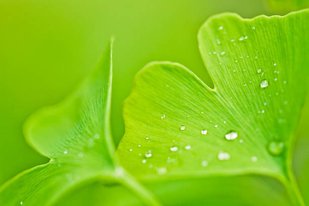 ginkgo biloba - leaf defocused dew focus on foreground foto e immagini stock