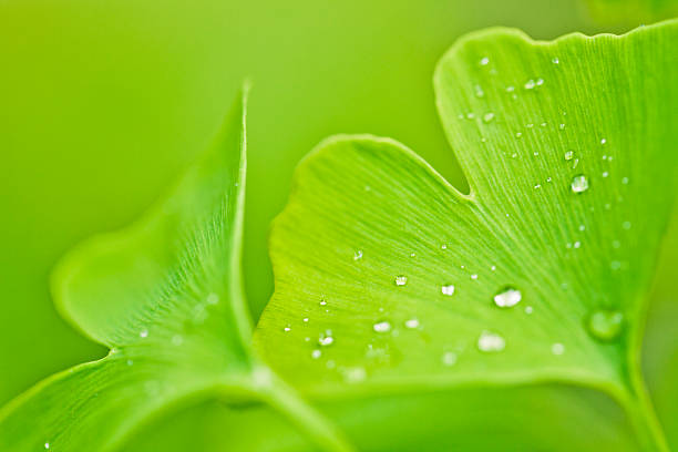 ginkgo biloba - leaf defocused dew focus on foreground - fotografias e filmes do acervo