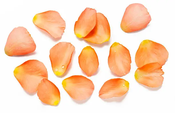 Several orange rose petals on the white background (seen from above)