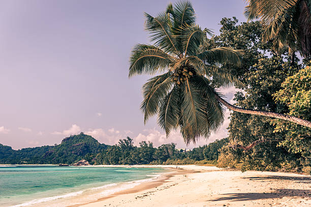 istock Tropical beach at Mahe island Seychelles 466434804