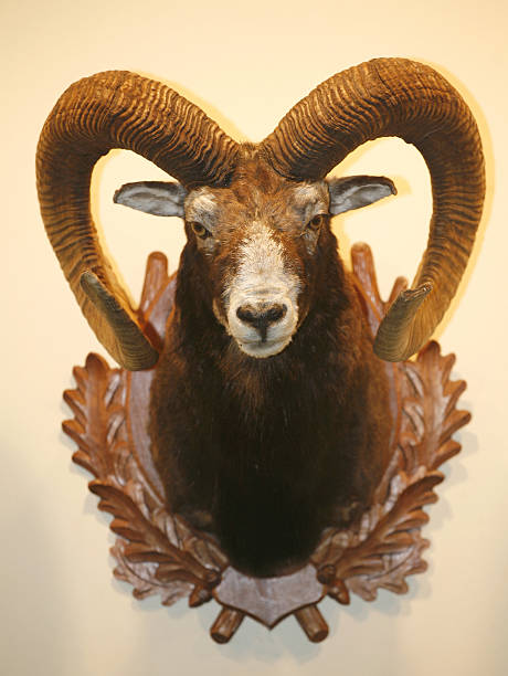 istock Closeup of moufflon skull trophy hanging on wall 466434850