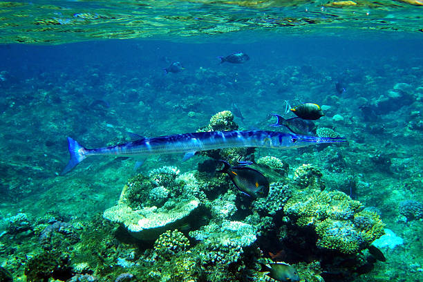 Houndfish Crocodile Needlefish Crocodile Needle Fish (Tylosurus Crocodilus)