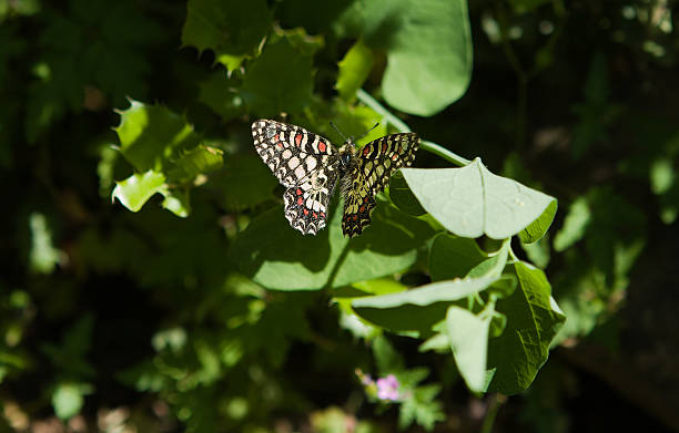 Yellow over green Yellow butterfly on green leaves, Alor Mountain Range, Extremadura, Spain lepidopterans stock pictures, royalty-free photos & images