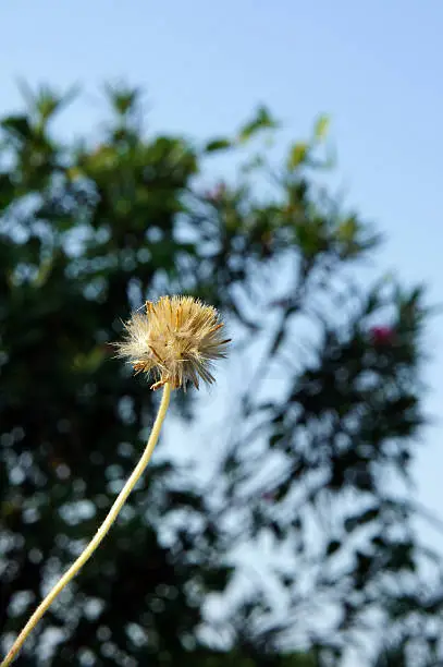 Grassflower in the garden of thailand