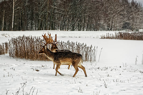 istock Fallow deers in winter snow field 466442206