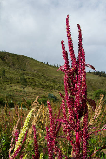 Organic quinoa plant stock photo
