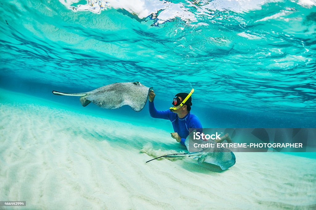 Snorkeler playing with stingray fishes Male snorkeler petting stingray fishes in shallow turquoise water. Snorkeling Stock Photo