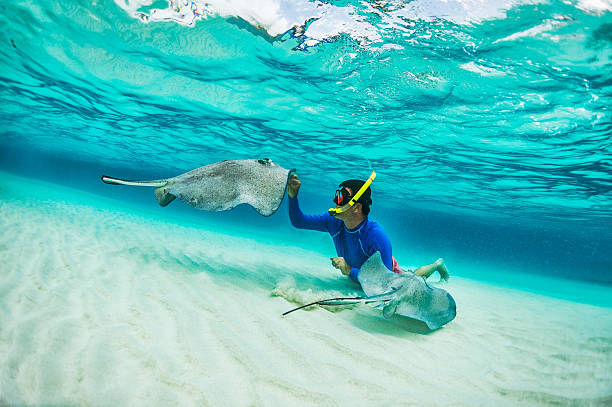Snorkeler playing with stingray fishes Male snorkeler petting stingray fishes in shallow turquoise water. deep sea diving underwater underwater diving scuba diving stock pictures, royalty-free photos & images