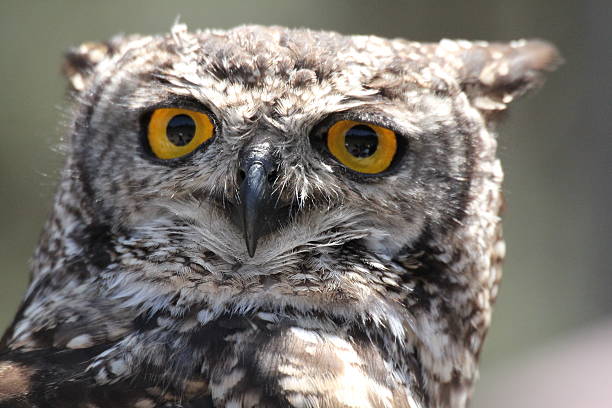 istock Owl Eagle owl nature bird outdoors wild animal 466443023