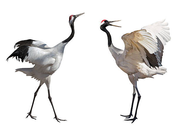 istock couple dancing japanese cranes 466443369
