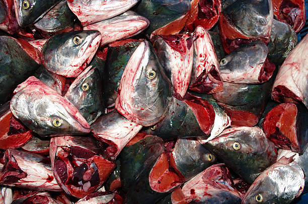 Freshly heads dead fishes Freshly heads dead fishes salmon background, full frame, close fish blood stock pictures, royalty-free photos & images