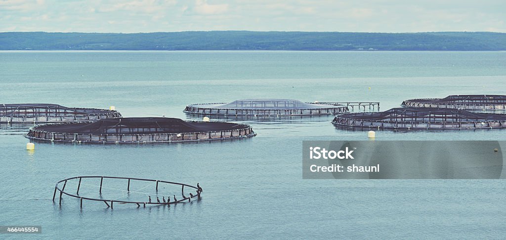 Fish Farming Fish farming in the Annapolis Basin, Nova Scotia. 2015 Stock Photo