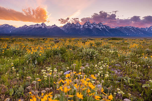 istock Flowers of  Grand Tetons 466446356