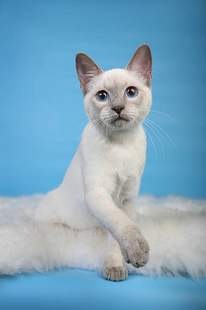Close up cute siamese cat, selective focus