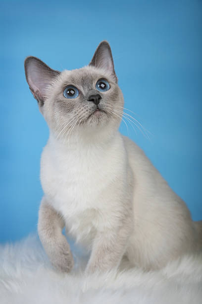 istock Female Thai cat sitting on fur with paw up vertical 466447123