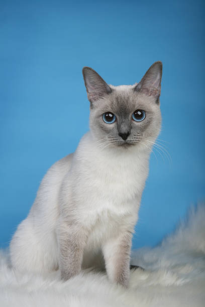 istock Female Thai cat sitting on fur thoughtful 466447169