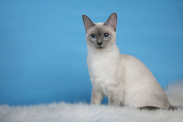 istock Female Thai cat sitting on fur thoughtful horizontal 466447171