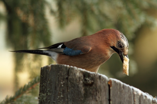 jay eating a piece of bread