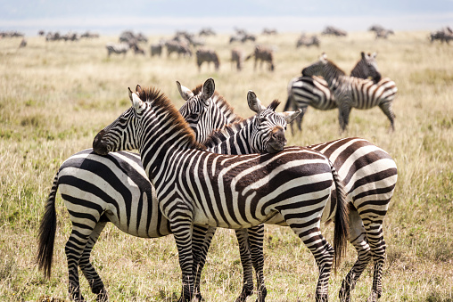 Friendly zebras in the wilderness of Africa