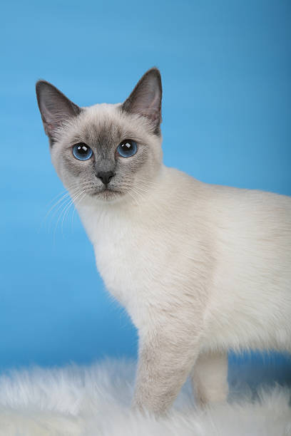 istock Female Thai cat standing on fur vertical 466451769