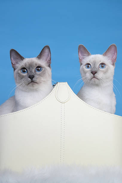 Cute pair of Thai cats on fur