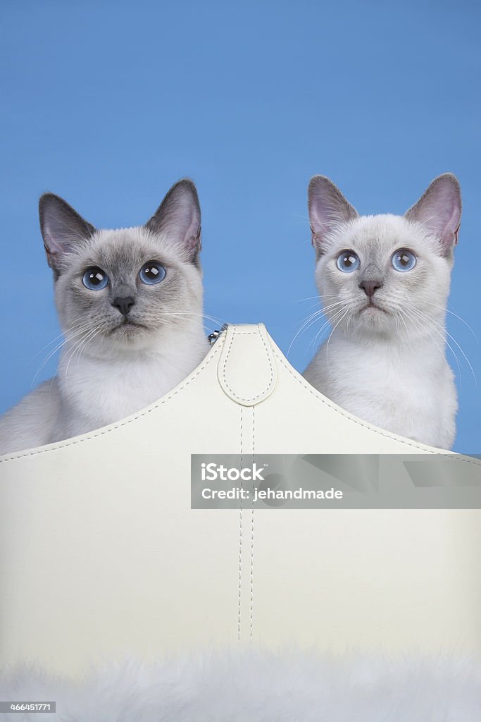 Bonito par de Thai gatos na pele - Foto de stock de Americano de Pelo Curto royalty-free