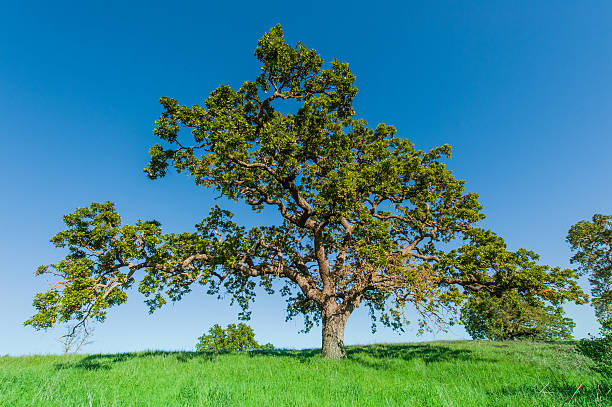 istock Oak tree on a grassy hill in field 466453740