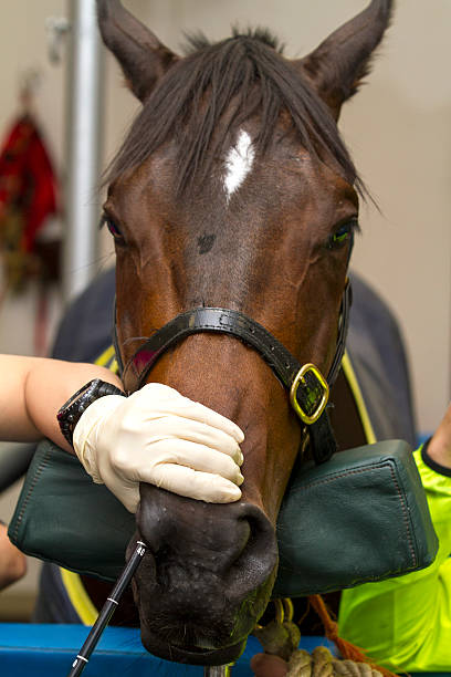 Horse Arthroscopy A arthroscopy being performed on a horse with the camera and laser being inserted through it's nose. vet treating horse stock pictures, royalty-free photos & images