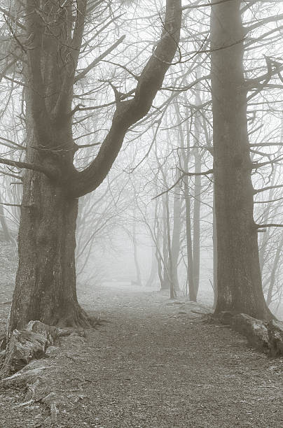 istock Road leading into a mysterious misty forest of bare trees 466456710