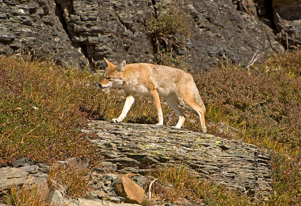 istock Coyote on the Move, Glacier National Park 466457066