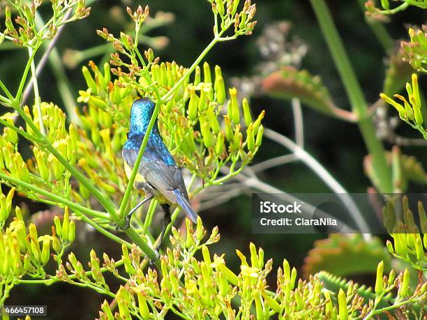 Yellowbellied Sunbird Or Variable Sunbird In Kenya Stock Photo - Download Image Now