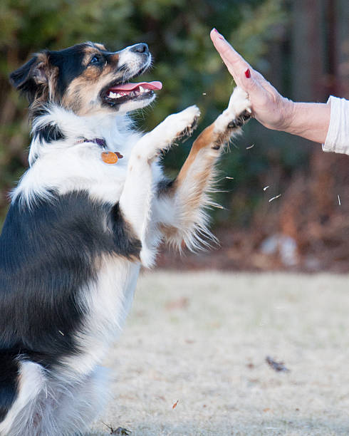 istock Mini Australian Shepherd dog giving a high five 466457338