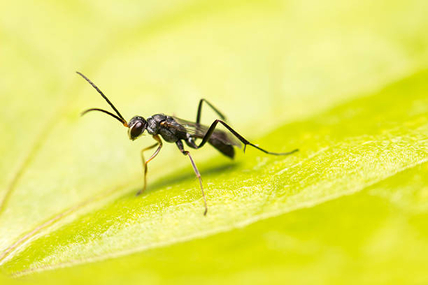 istock close-up insect in wild nature 466457654