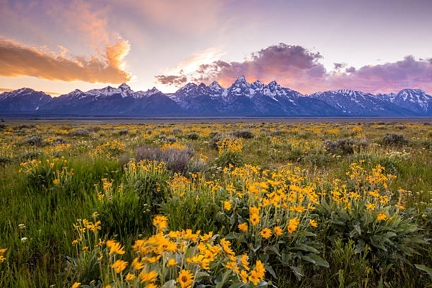 istock Flowers of  Grand Tetons 466458190
